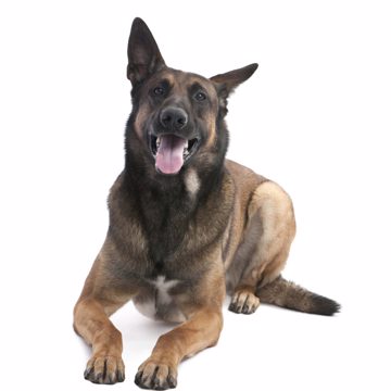 Dog2 Scaled Dog2 Scaled
