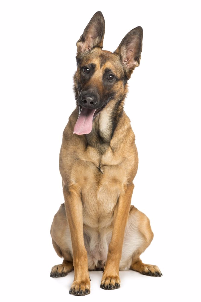 main Dog11 Scaled