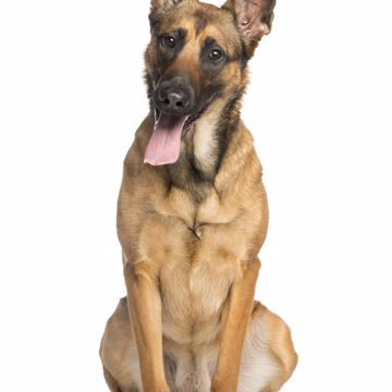 Dog11 1 Scaled Dog11 1 Scaled